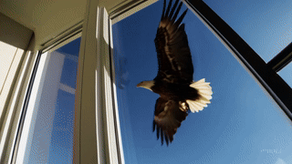 American Eagle